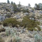Juniperus monticola Habit