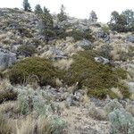 Juniperus monticola Hábitos