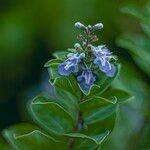 Vitex trifolia Blüte
