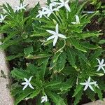 Hippobroma longiflora Flor