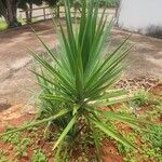 Yucca aloifolia 叶