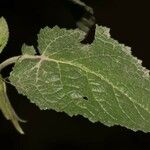 Verbascum creticum Leaf