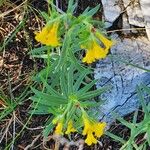 Lithospermum multiflorum Кветка