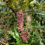 Macadamia tetraphylla Kukka