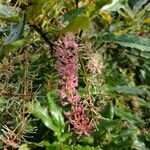 Macadamia tetraphylla Flower