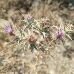 Carthamus glaucus Blüte