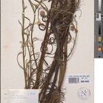 Sphaeranthus chandleri Other
