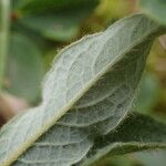 Salix pyrenaica Leaf