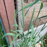 Phleum pratense Lapas