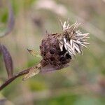 Centaurea decipiens Ffrwyth