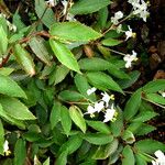 Begonia obscura Blatt