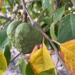 Annona cherimola Fruit