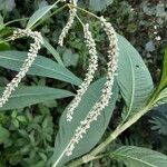 Persicaria lapathifolia Blodyn