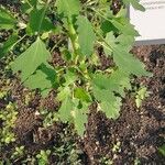 Chenopodium quinoa Лист