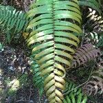 Blechnum cordatum Altres