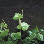 Peperomia pellucida Vekstform