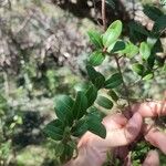 Embelia angustifolia Leaf