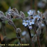 Myosotis minutiflora Virág