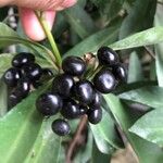 Ardisia ellipticaFruct