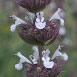 Nepeta granatensis Λουλούδι