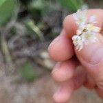 Allium subvillosum Blomst