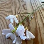 Cardamine pratensis Flor
