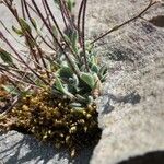 Draba dubia Leaf