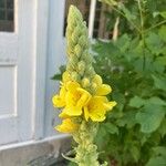 Verbascum densiflorumΛουλούδι