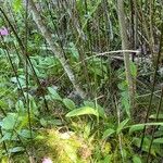 Pogonia ophioglossoides 葉