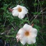 Allamanda cathartica Квітка