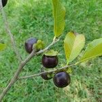 Diospyros inconstans Vrucht