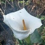 Zantedeschia aethiopica 花