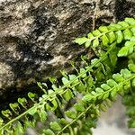 Asplenium viride Yaprak