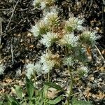 Phacelia mutabilis Hàbitat