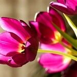 Tulipa gesneriana Λουλούδι