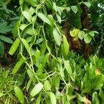 Vanilla planifolia 叶