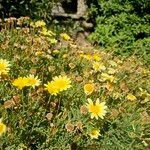 Glebionis coronariaFlower