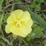 Oenothera stricta Blüte