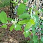 Lonicera morrowii Цвят