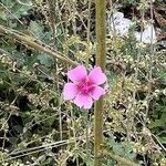 Althaea cannabinaപുഷ്പം