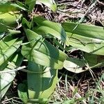 Anacamptis fragrans Folio