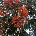 Corymbia ficifolia Flor