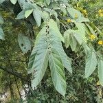 Ficus semicordata পাতা