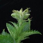 Scrophularia pauciflora Habit