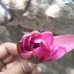 Nymphaea rubra Flower