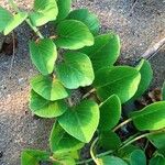 Ipomoea pes-caprae Habit