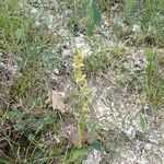 Ophrys sphegodes Other