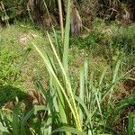 Tripsacum dactyloides Leaf