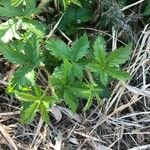 Potentilla simplex Feuille