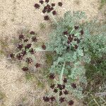 Lomatium mohavense Habitus